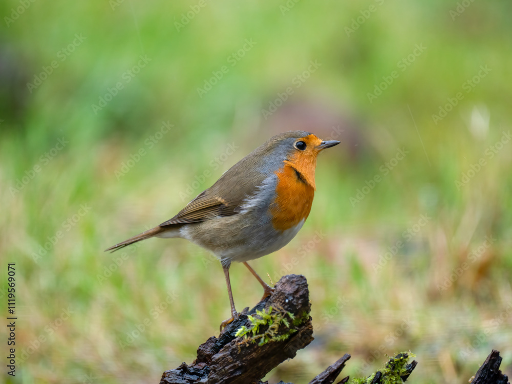 Rotkehlchen (Erithacus rubecula) Rotkehlchen (Erithacus rubecula)