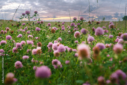 Summer meadow with clover. Pink and white flowers in the green grass. Medicinal plant