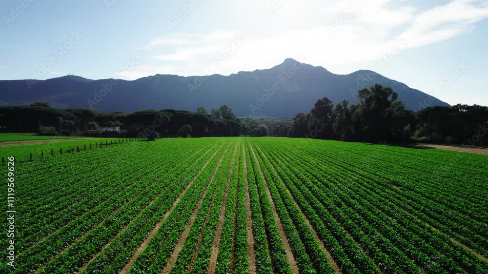 green agricultural fields with carrots and vegetables green agricultural fields with carrots and vegetables