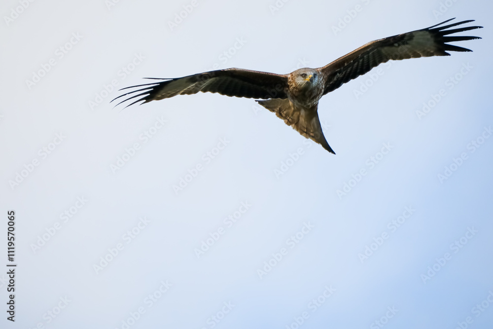 Fototapeta premium close-up of a red kite (Milvus milvus) in flight, blue and white cloud sky