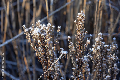 Dry frozen flowers with snow are at the coast of Baltic sea in winter