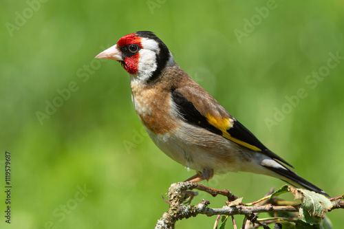 Chardonnerets élégant.