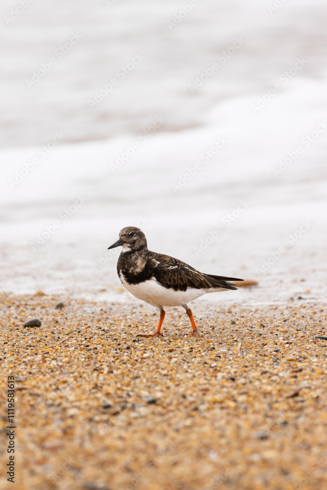 Sandpiper Walking Along the Pebbled Shoreline Sandpiper Walking Along the Pebbled Shoreline
