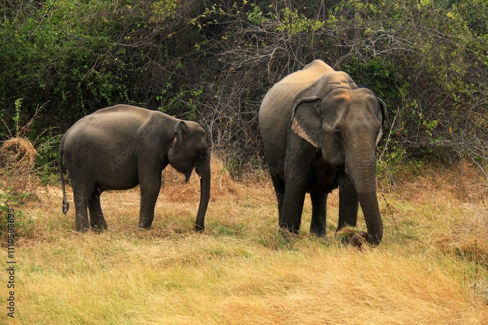 Sri Lankan Elephants in the Wild, Sri Lanka Sri Lankan Elephants in the Wild, Sri Lanka