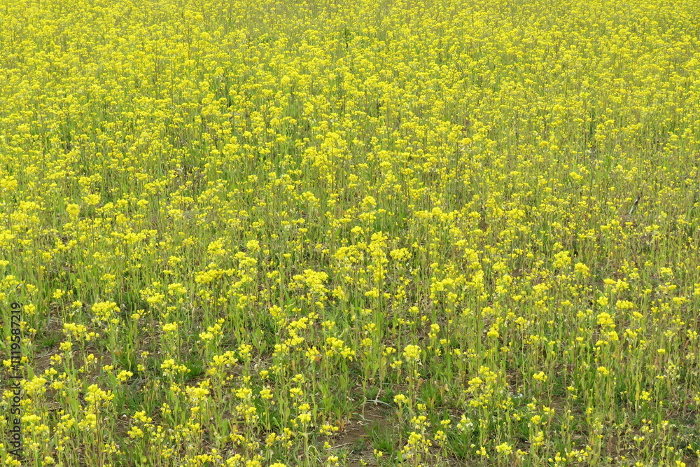 Obraz premium Yellow Flower Texture-3