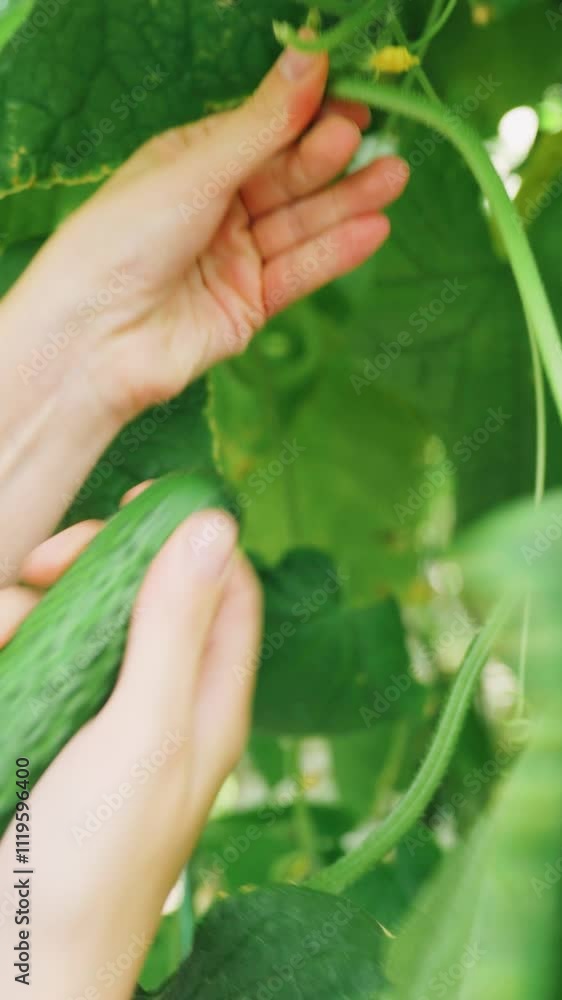 Close-up, farmer employee worker picks a ripe cucumber, harvesting. Hands tear off a cucumber among leaves. Growing cucumber vegetables in modern greenhouse. Huge plants, leaves. Agricultural industry Close-up, farmer employee worker picks a ripe cucumber, harvesting. Hands tear off a cucumber among leaves. Growing cucumber vegetables in modern greenhouse. Huge plants, leaves. Agricultural industry