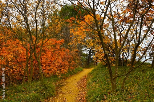 Hiking traill through a mediterranean forest in autumn colors photo