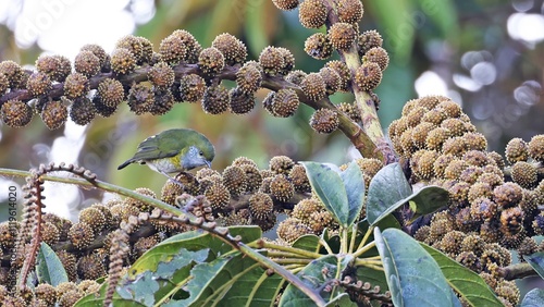 Tit berrypecker (Oreocharis arfaki), endemic bird to New Guinea photo