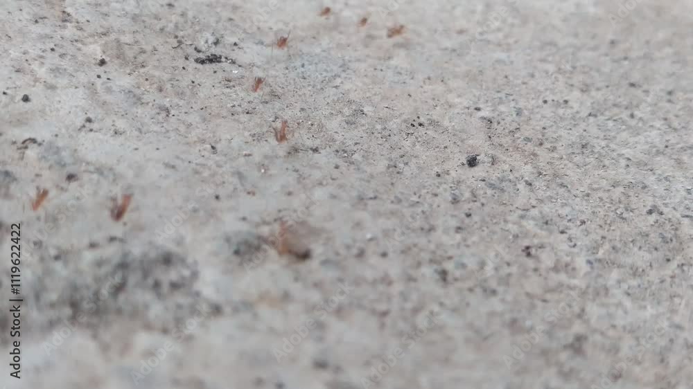 ants walking on the floor ants walking on the floor
