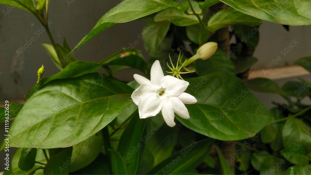 Jasmine flower close up with gray wall backround