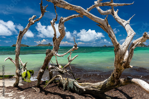 Tropical turquoise Hermitage seascape of Carriacou framed by a tangle of dead sea grape tree roots and branches photo