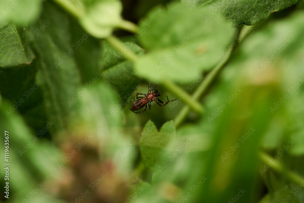 Spider in Its Natural Habitat Close Up Spider in Its Natural Habitat Close Up