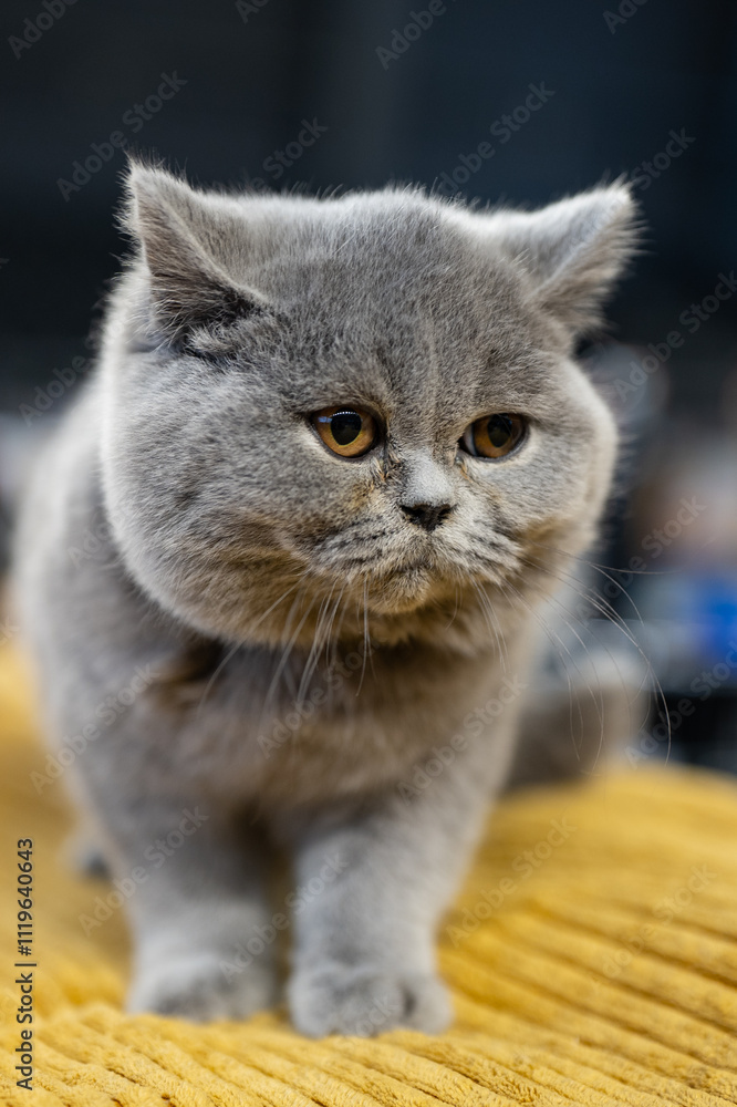 Obraz premium British shorthair cat
