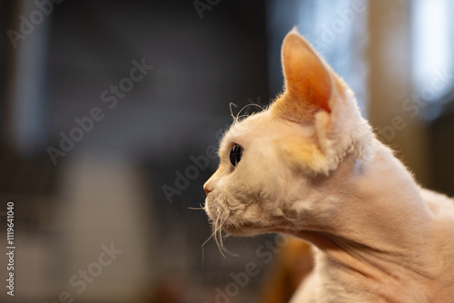 Devon rex, cat portrait