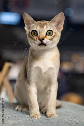 Singapura cat 