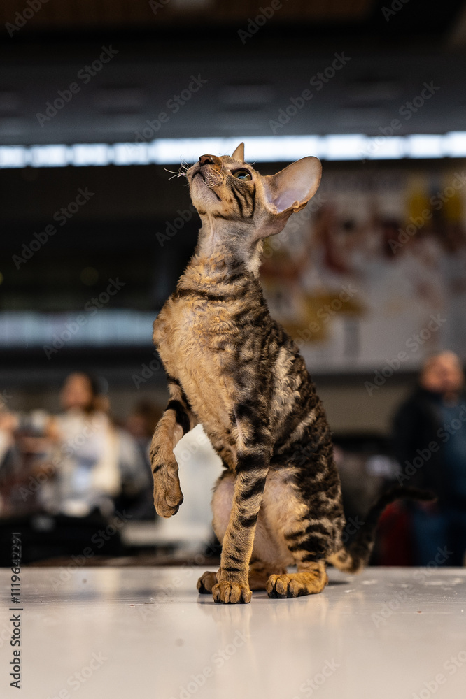 Cornish Rex cat, cat show, cat portrait