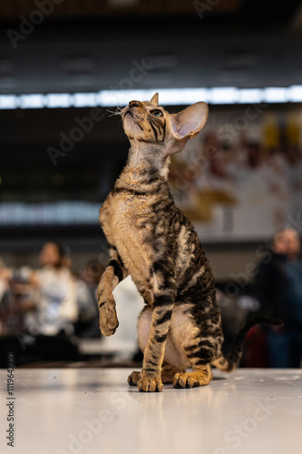 Obraz na płótnie Cornish Rex cat, cat show, cat portrait w salonie