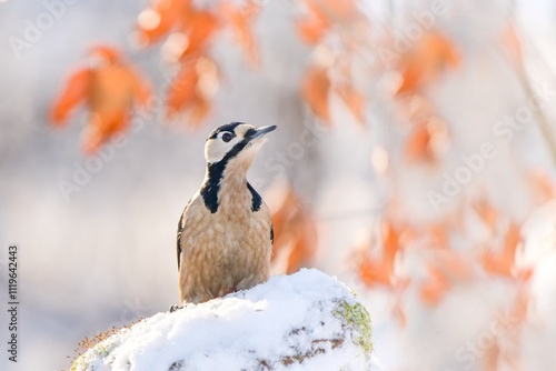 A great spotted woodpecker sits on the snowy stump in the forest. Dendrocopos major