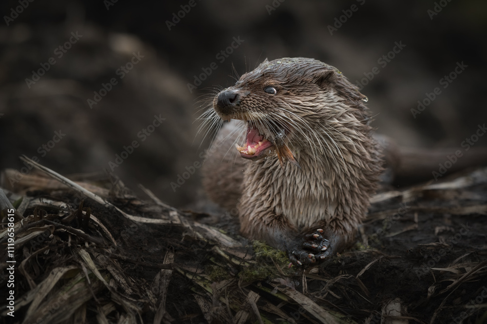 Fototapeta premium River otter lies on the ground with its jaw bared.