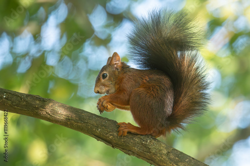 Ecureuil roux