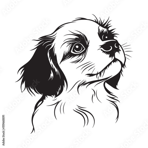 Cavalier King Charles spaniel Stock Image vector isolated on white background