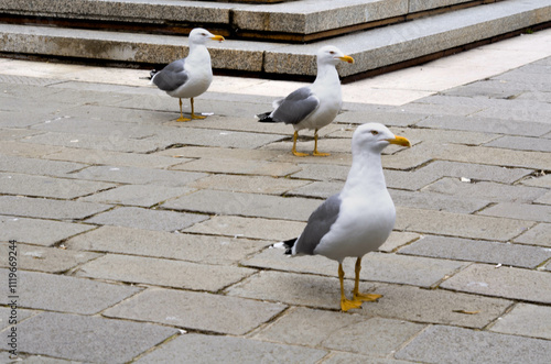 Seagulls Exploring Venice A Coastal Connection