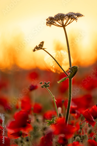 poppies in a field backlit 