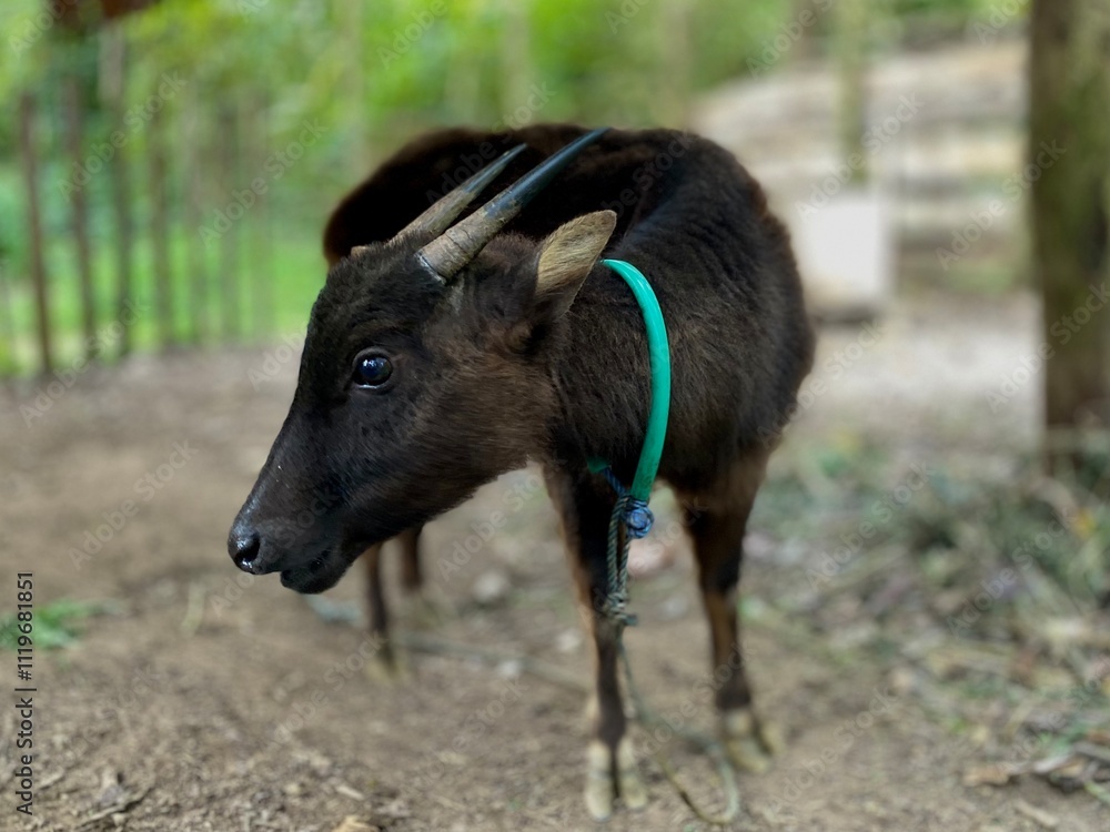 Lowland anoa (Bubalus depressicornis). Wildlife animal, endemic sulawesi indonesia. Lowland anoa (Bubalus depressicornis). Wildlife animal, endemic sulawesi indonesia.