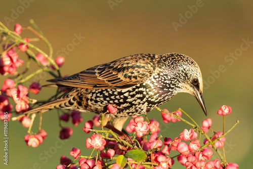 Etourneau sansonnet.