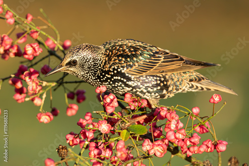 Etourneau sansonnet.