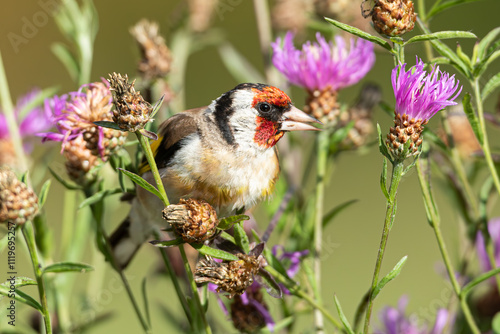 Chardonneret élégant!