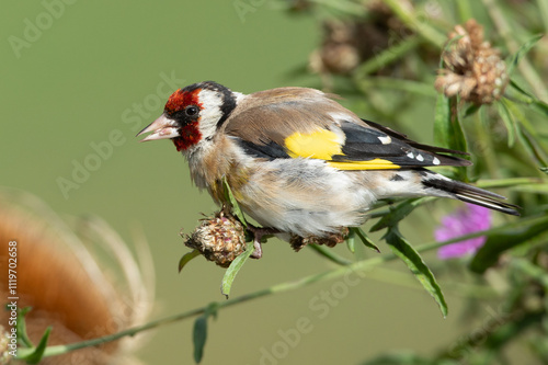 Chardonneret élégant.