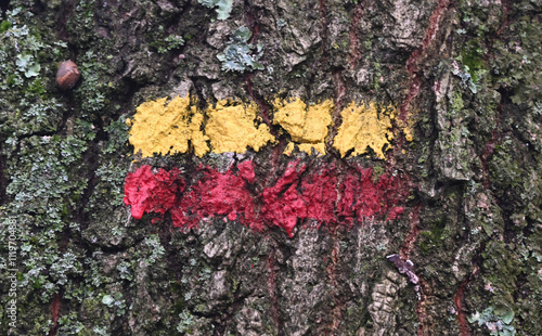 Marking on a trunk tree photo