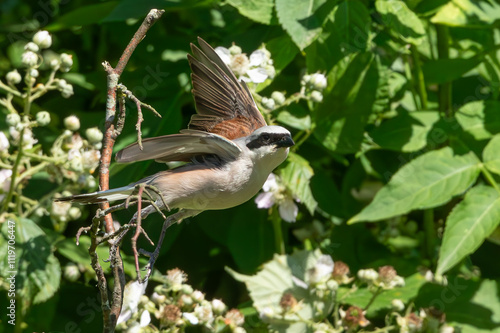 Mâle pie grièche écorcheur en vol!