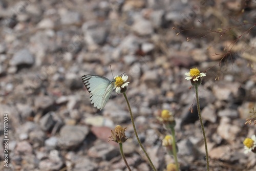 Close-up of butterfly pollinating on flower