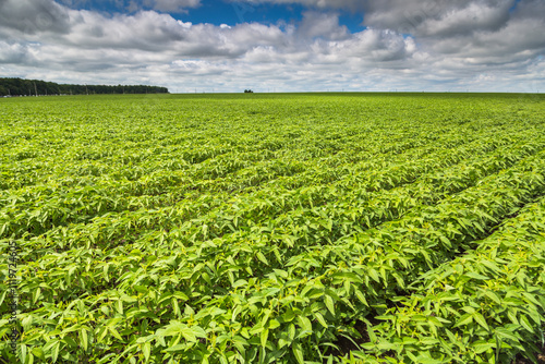 Fresh green soy plants on the field in spring. Rows of young soybean plants 