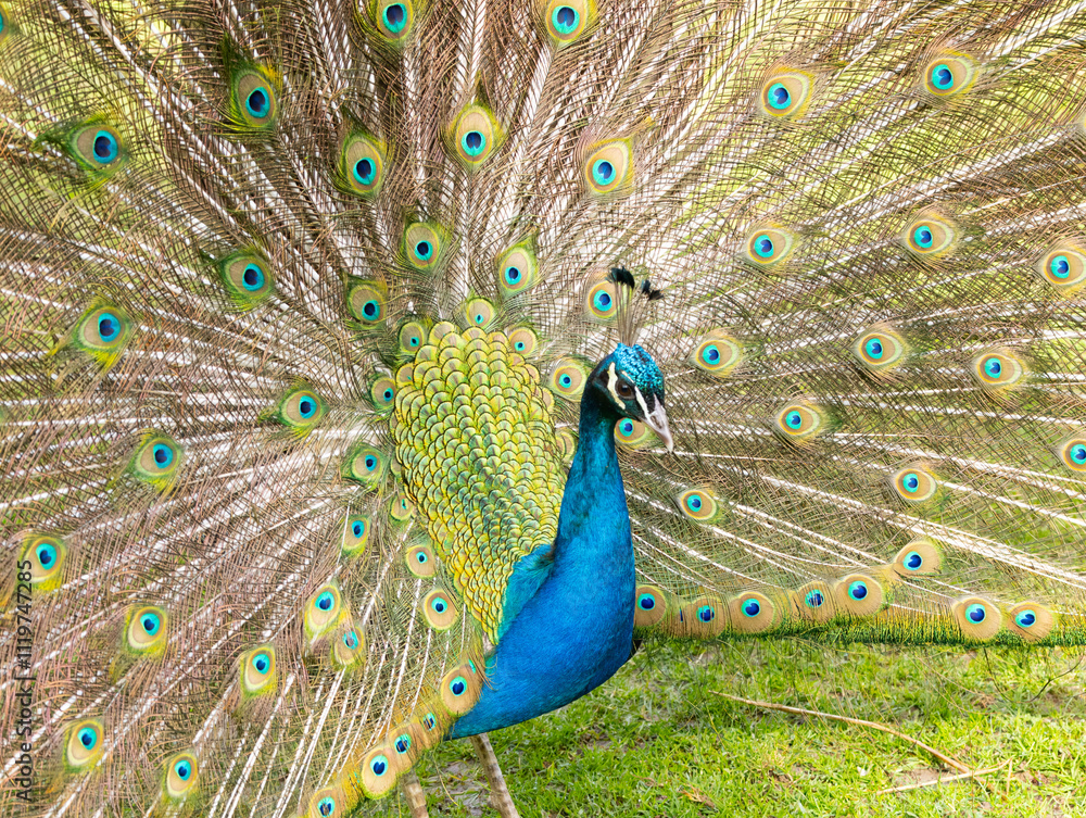 Fototapeta premium Blue peacock with beautiful feathers and colors
