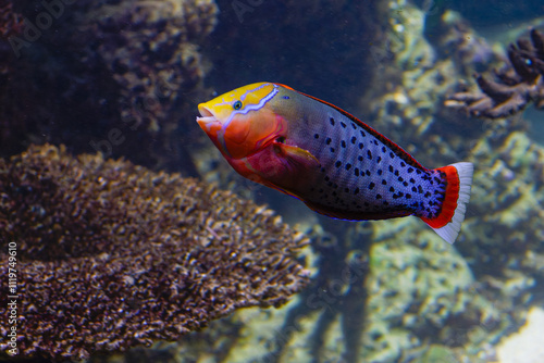Konstfotografi Coris Formosa fish inside beautiful reef
