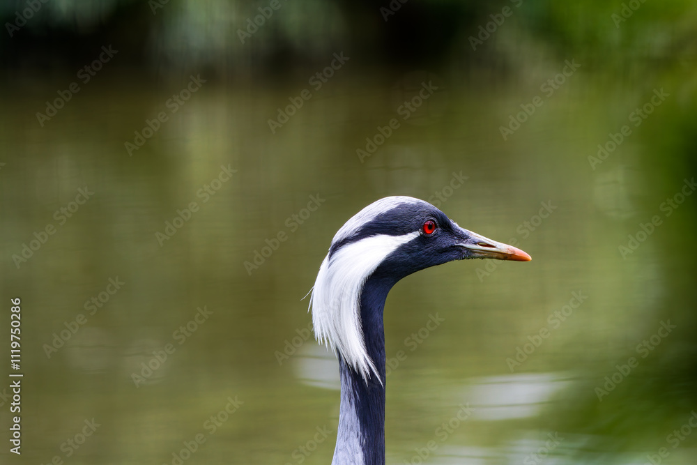 The Demoiselle Crane (Grus Virgo) The Demoiselle Crane (Grus Virgo)