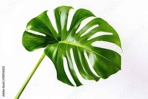 A single large green leaf sitting on a white background, perfect for highlighting nature or environment themes photo