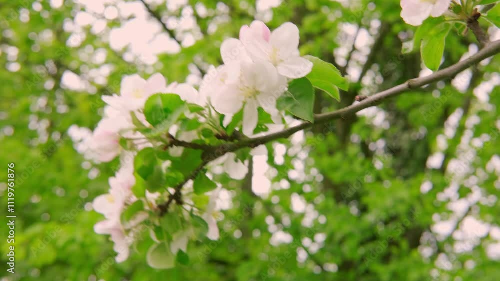 apple tree Blossoms and Essence Spring, White Springtime Flowers, floral spring nature background, blooming branches swaying in wind, , stormy weather, Wind Gusts, springtime landscape apple tree Blossoms and Essence Spring, White Springtime Flowers, floral spring nature background, blooming branches swaying in wind, , stormy weather, Wind Gusts, springtime landscape