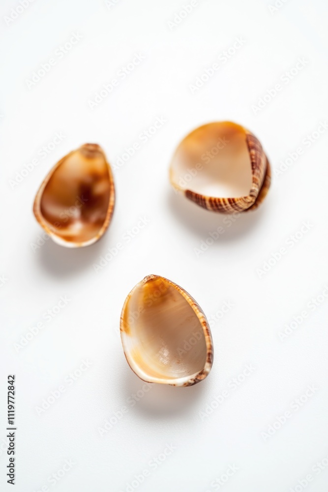 A collection of three seashells on a white background A collection of three seashells on a white background