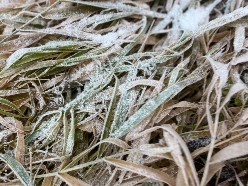 Frozen grass on the ground, frost on the grass Frozen grass on the ground, frost on the grass