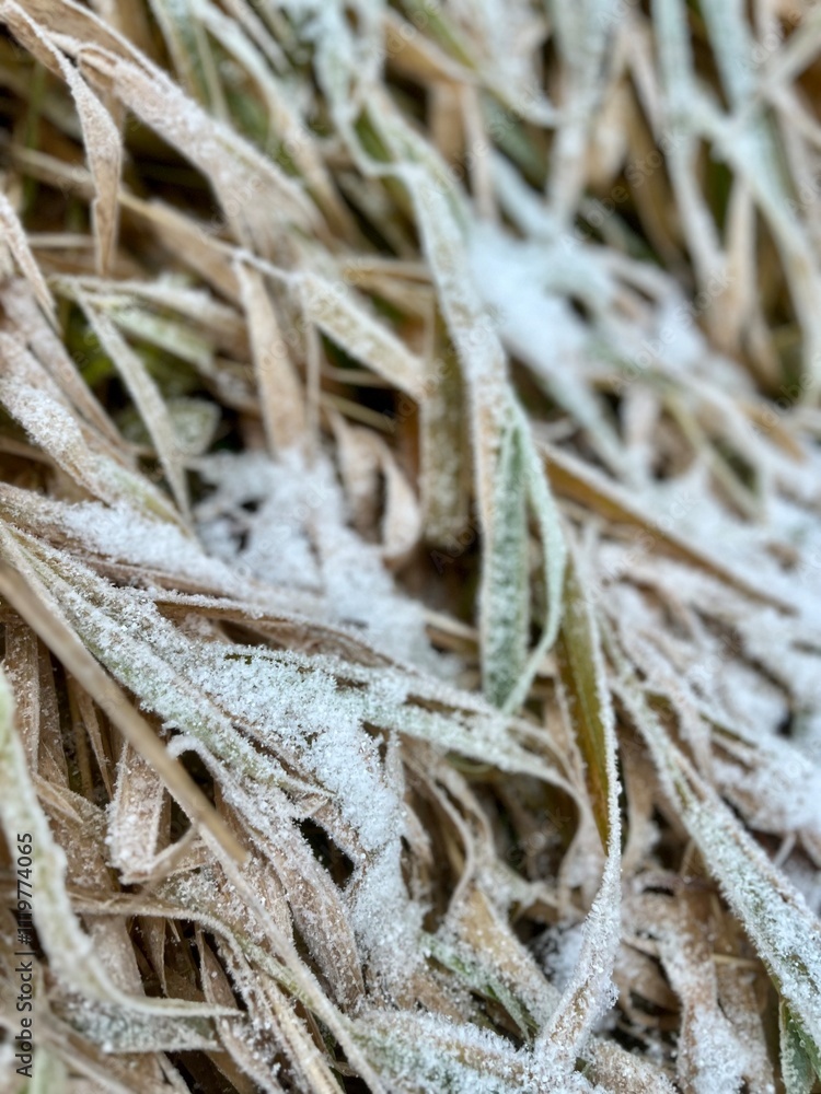 Frozen grass on the ground, frost on the grass Frozen grass on the ground, frost on the grass