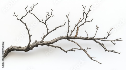 Aging dry twigs displayed against a white background showcasing intricate branching textures and summer season characteristics