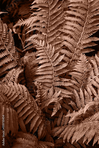 Fresh fern leves. Nature concept. Beautiful natural background. Color of the year 2025 inspired photo