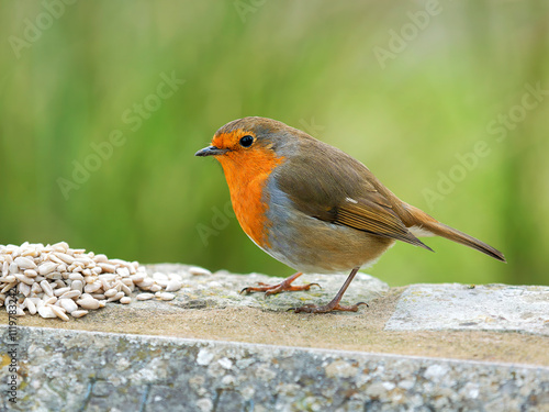 English robin Erithacus rubecula perched on a grey stone wall with soft grey and green background photo