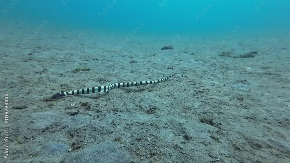 Sea krait snake. A sea snake swims above the sandy bottom of the sea underwater. Sea krait snake. A sea snake swims above the sandy bottom of the sea underwater.