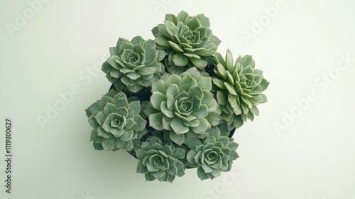 Echeveria imbricata succulent plants arranged in a decorative pot viewed from above on a soft green background photo