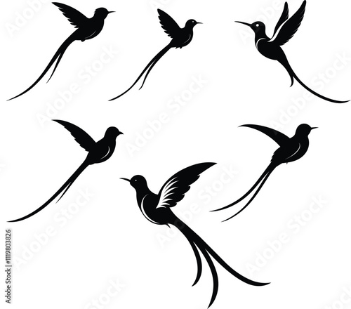 Black Silhouette Of Red Billed Streamer tail Vector Set